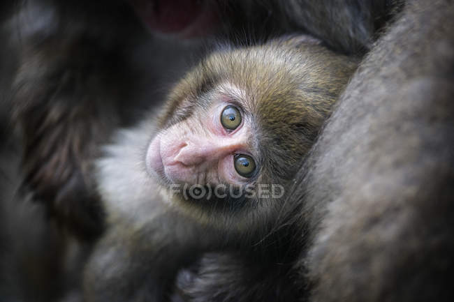 Portrait de jeune Japonais macaque — Photo de stock