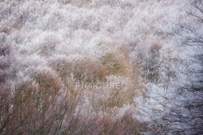 Italia, Umbria, Appennino, Bosco d'inverno, Parco Regionale del Monte Cucco — Foto stock