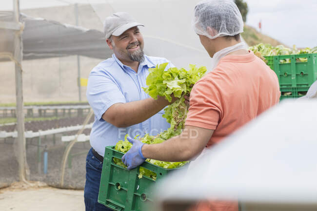 Trabajadores de la granja de hortalizas empacando lechuga - foto de stock