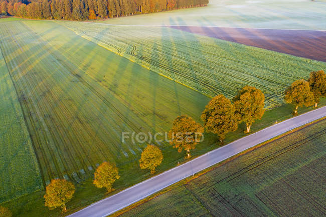 Німеччина, Баварія, обсадженій деревами дорозі в районі Дітрамішелл на світанку, вид на безпілотник — стокове фото