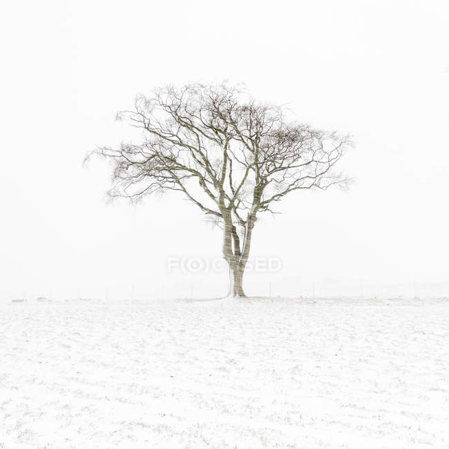 Cambiarse de ropa Converger Tratar Reino Unido, Escocia, East Lothian, North Berwick, árbol solitario en la  nieve — campo, Viento - Stock Photo | #293468942