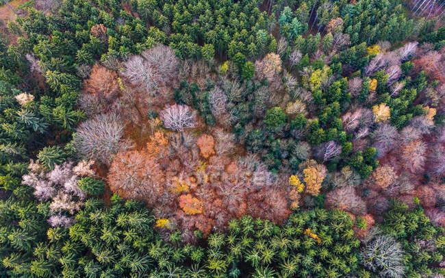 Alemania, Baden-Wuerttemberg, Bosque de Suabia, Valle de Fils, Vista aérea del bosque en otoño - foto de stock