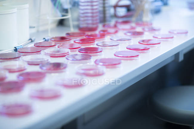 Piastre di Petri con mezzo di crescita in laboratorio — Foto stock