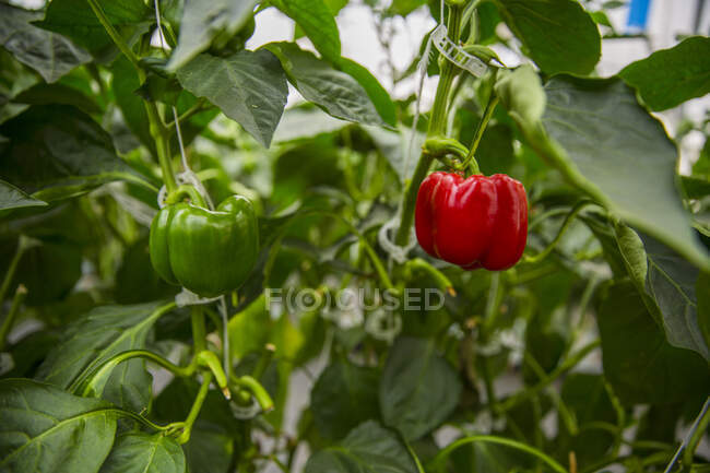 Ripe bell pepper in a greenhouse — Stock Photo