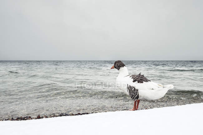 Oie grise, Anser anser, au lac Starnberg en hiver — Photo de stock