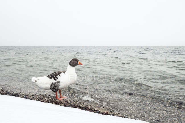 Oca grigia, Anser anser, sul lago Starnberg in inverno — Foto stock