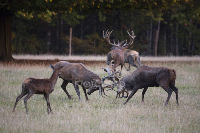 Allemagne, lutte contre le cerf rouge dans un parc animalier pendant la saison des ornières — Photo de stock