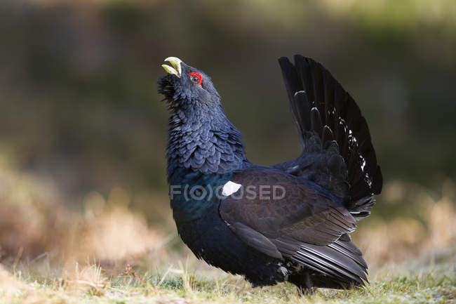 Scotland, mating Western capercaillie at pine forest — Stock Photo