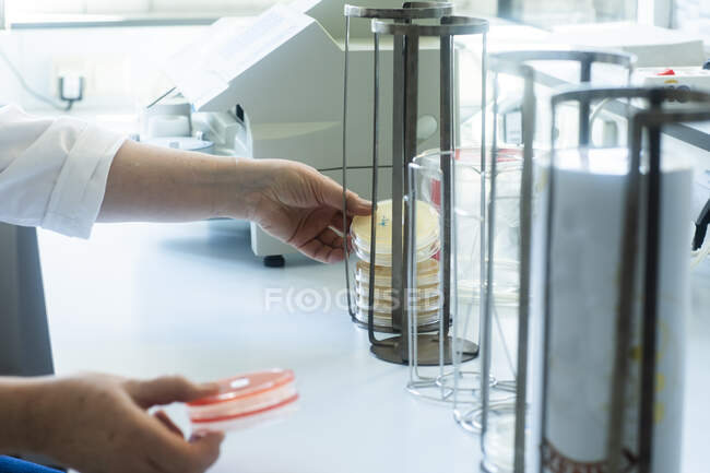 Lab technician putting samples in rack — Stock Photo