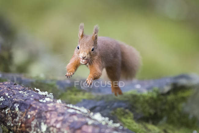 Salto Eurasian scoiattolo rosso — Foto stock