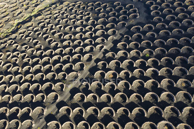 España, Islas Canarias, Lanzarote, viñedo en la zona vinícola La Geria en Yaiza, vista aérea - foto de stock