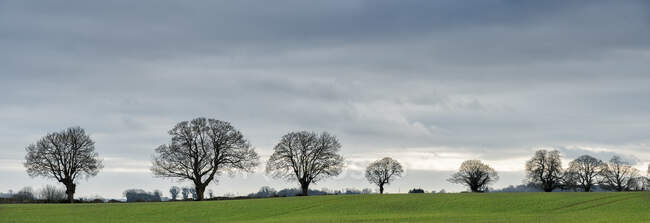 Royaume-Uni, Gloucester, Chipping Sodbury, Cotswold Way, arbres nus et champs — Photo de stock