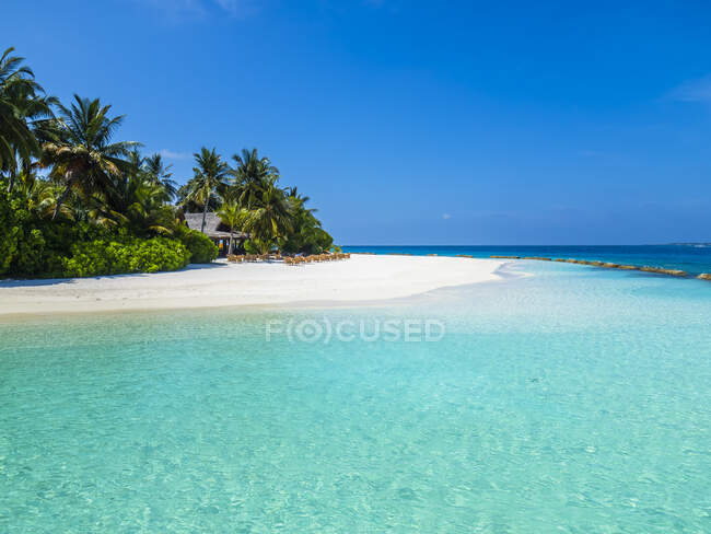 Маледив, атолл Росс, пляжный бар и песчаный пляж с пальмами — стоковое фото