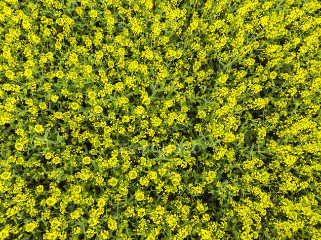 Allemagne, Hesse, Wetterau, champ de colza à fleurs, fleurs de colza — Photo de stock