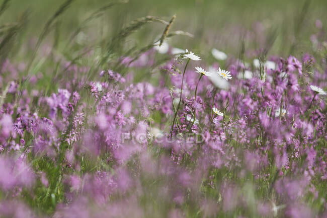Robins andrajosos y margueritas blancas en un prado húmedo - foto de stock