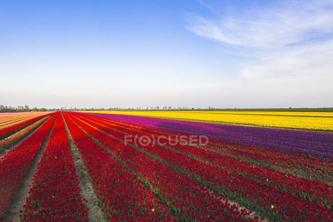 Allemagne, Saxe-Anhalt, vue aérienne des champs de tulipes — Photo de stock