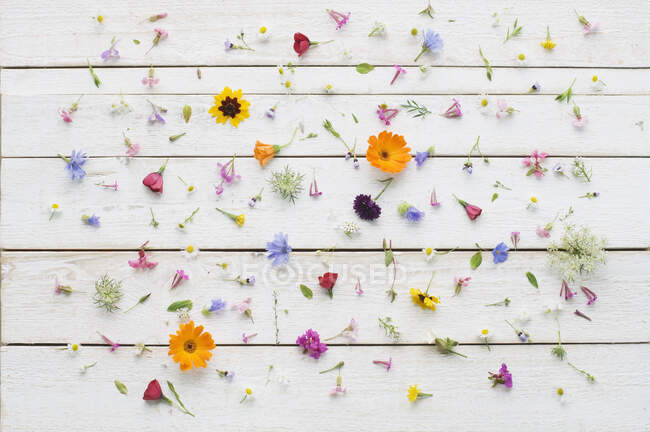 Flores de flores de verão em madeira branca — Fotografia de Stock
