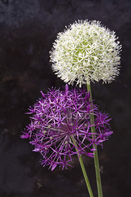 Tête de fleur violette et blanche d'oignon géant — Photo de stock