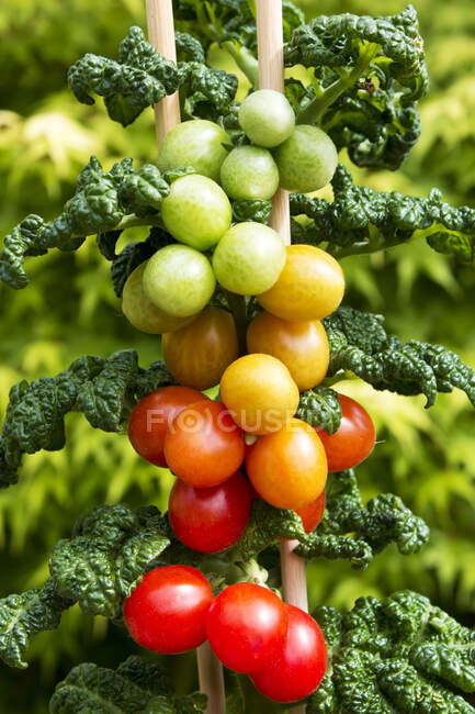 Cherry Tomato Plant With Ripe And Unripe Fruits Outdoors Food Stock Photo