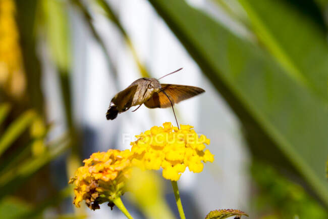 Hummingbird falcão-traça na flor de camara lantana — Fotografia de Stock