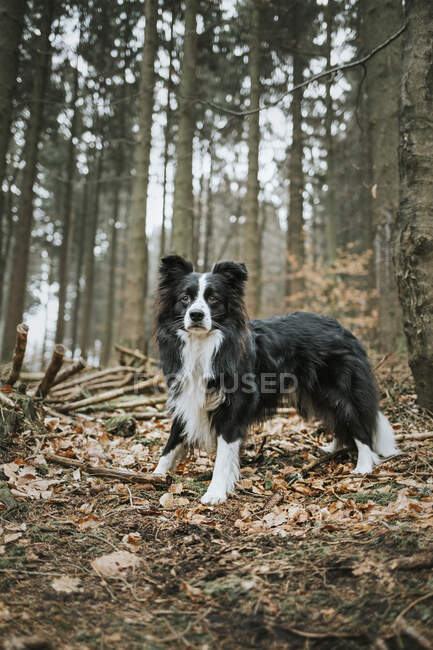 Border Collie in the forest — Stock Photo