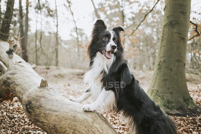 Border Collie standing on trunk in the forest — Stock Photo