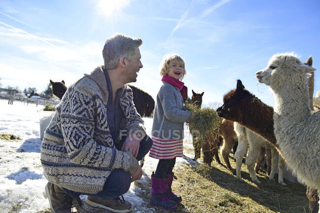 Buon padre e figlia che nutrono alpaca con fieno su un campo in inverno — Foto stock