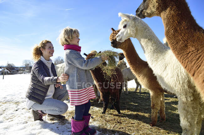 Madre e figlia che nutrono alpaca con fieno su un campo in inverno — Foto stock