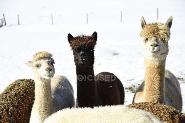 Ritratto di mandrie di alpaca all'aperto in inverno — Foto stock