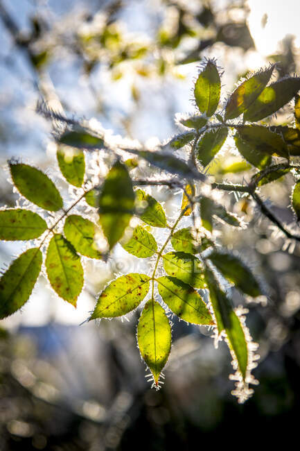 Gelo sulle foglie sullo sfondo della natura — Foto stock
