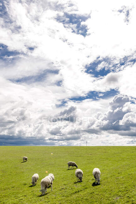 Германия, Хильгенридерзиэль, выпас овец на дамбе — стоковое фото