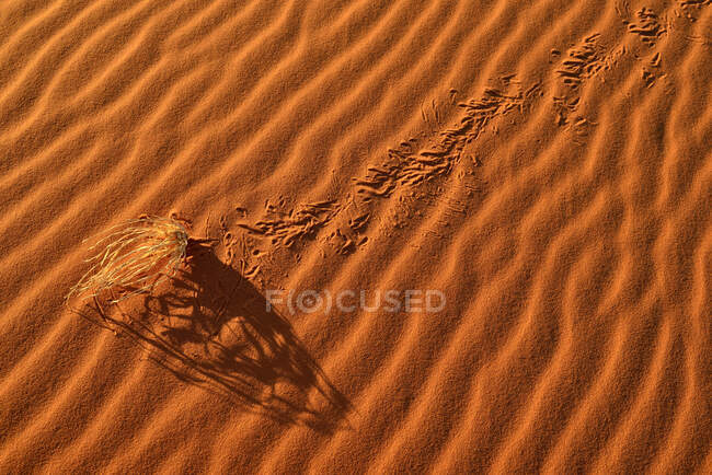 Algeria, Tassili n'Ajer National Park, Sahara Desert, Septples, суха трава на піщаній дюні — Stock Photo