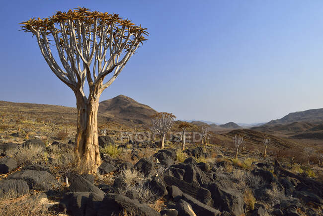Африка, Намібія, гори Наміб, пустеля Наміб, дерево Квівера, Алое - дихотома — стокове фото