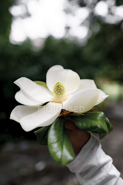 Mano de niño sosteniendo flor blanca de Magnolia — Naturaleza, 6 7 años -  Stock Photo | #458053646
