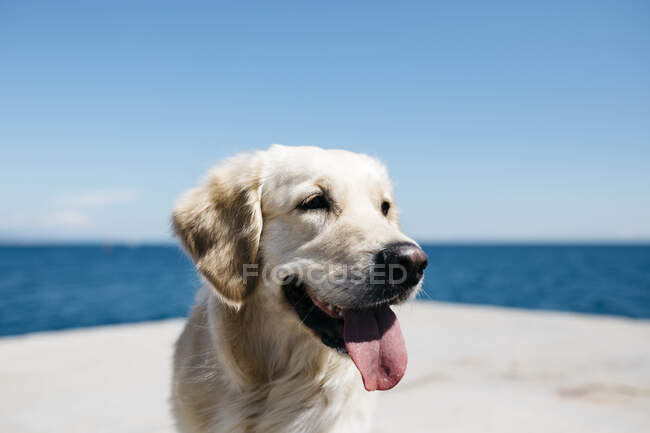 Portrait of Labrador Retriever in front of the sea — Stock Photo