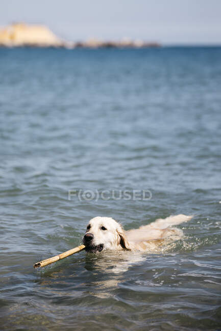 Labrador Retriever playing with stick in the sea — Stock Photo