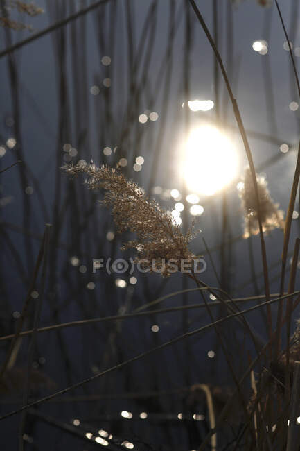 Roseau contre la lumière du soleil à un lac — Photo de stock