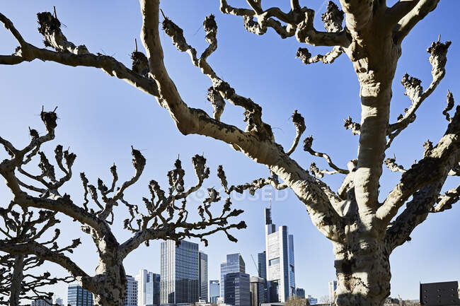 Germany, Frankfurt, bare trees in front of financial district — Stock Photo