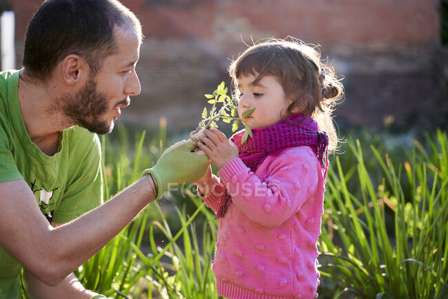 Ragazza bambino aiutare suo padre piantare pomodori in giardino — Foto stock