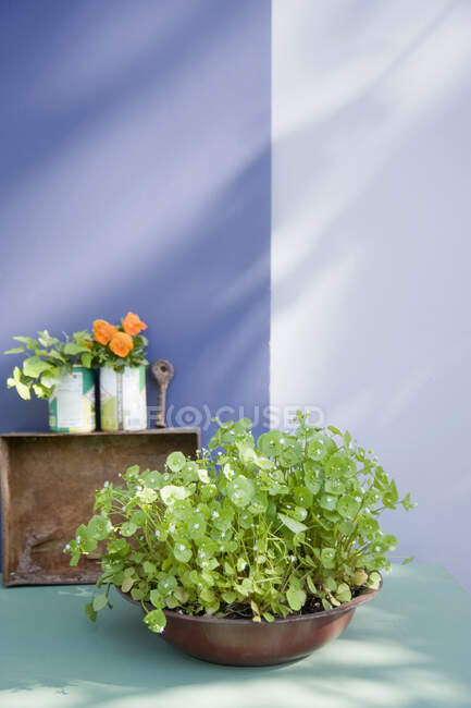 Bol avec violoncelle planté, lierre et culottes sur un balcon — Photo de stock