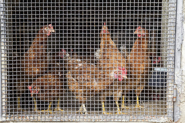 Italien, Sizilien, Hühner im Stall, Käfig — Stockfoto