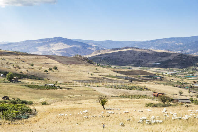 Italie, Sicile, Randazzo, vue panoramique avec troupeau de moutons — Photo de stock