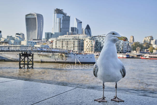 Regno Unito, Londra, gabbiano di fronte al Tamigi e allo skyline — Foto stock