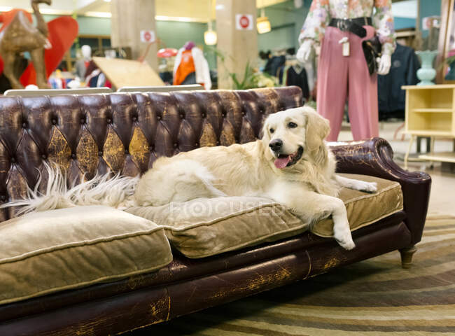 Golden retriever dog resting on an antique sofa — Stock Photo