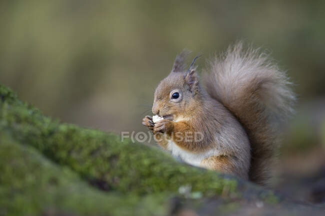 Close up de esquilo vermelho comendo — Fotografia de Stock