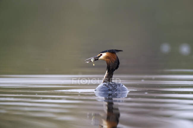 Scotland, Great crested grebe with prey — Stock Photo