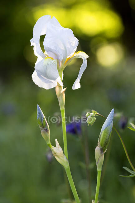 Белая лилия, Гладиолус — стоковое фото