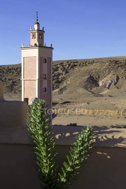 Morocco, Ounila valley, succulent plant in front of loam wall and minaret — Stock Photo