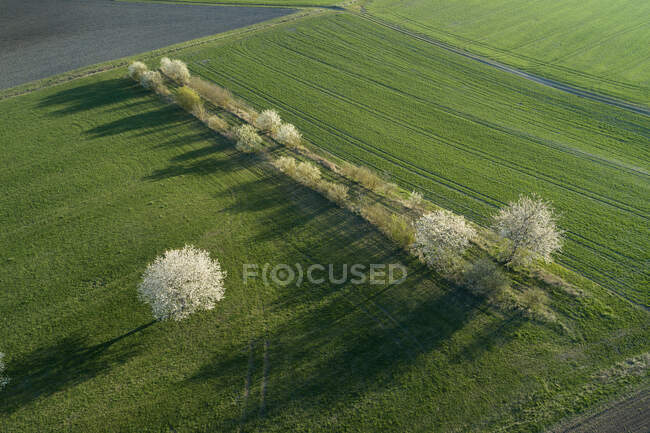 Allemagne, cerisiers en fleurs entre les champs au printemps vu d'en haut — Photo de stock