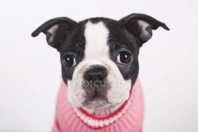 Portrait of Boston terrier puppy wearing pink pullover — Stock Photo